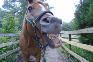 Horse Smile