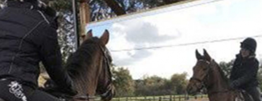 Horse in Mirror
