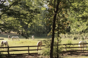 Pasture photo