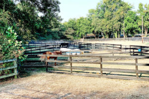 Online Horsemanship Education to Fund Tree Planting at Little Creek Horse Farm & Park