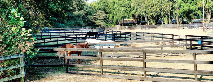 Online Horsemanship Education to Fund Tree Planting at Little Creek Horse Farm & Park