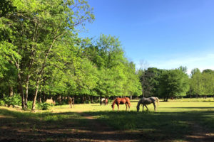 Morning Pasture