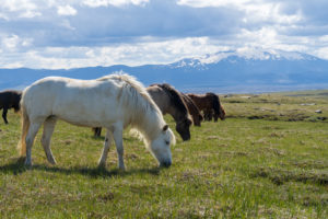 Icelandic Horses Grazing in the Shadow of Hekla, Iceland